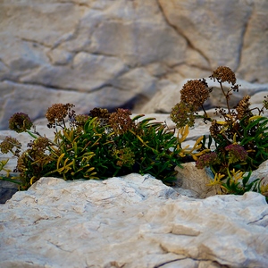 Criste-marine au milieu des rcohers - France  - collection de photos clin d'oeil, catégorie plantes